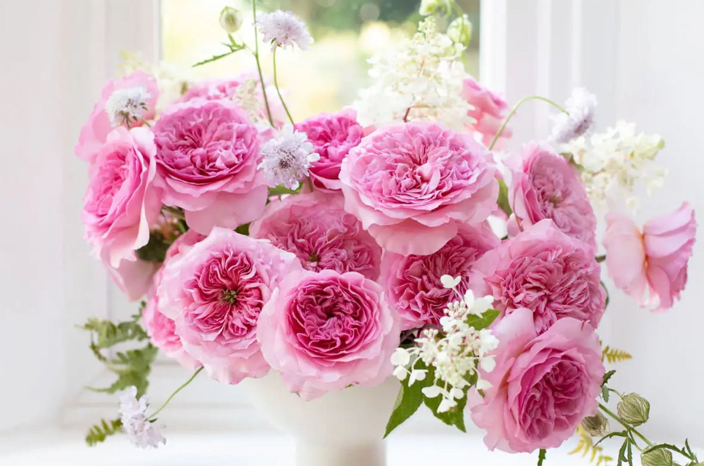 12 roses Millicent David Austin, deluxe, unique garden roses