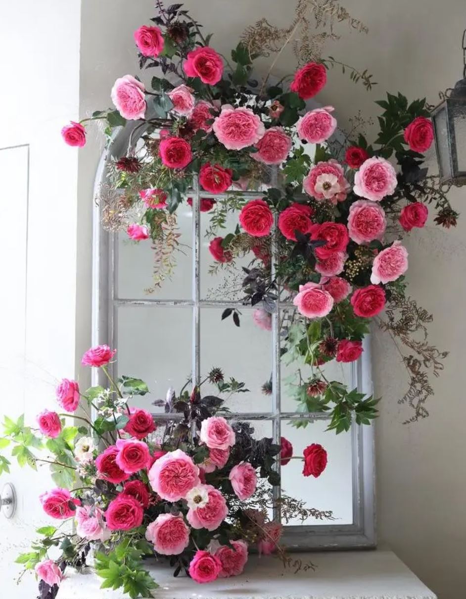 12 roses Millicent David Austin, deluxe, unique garden roses