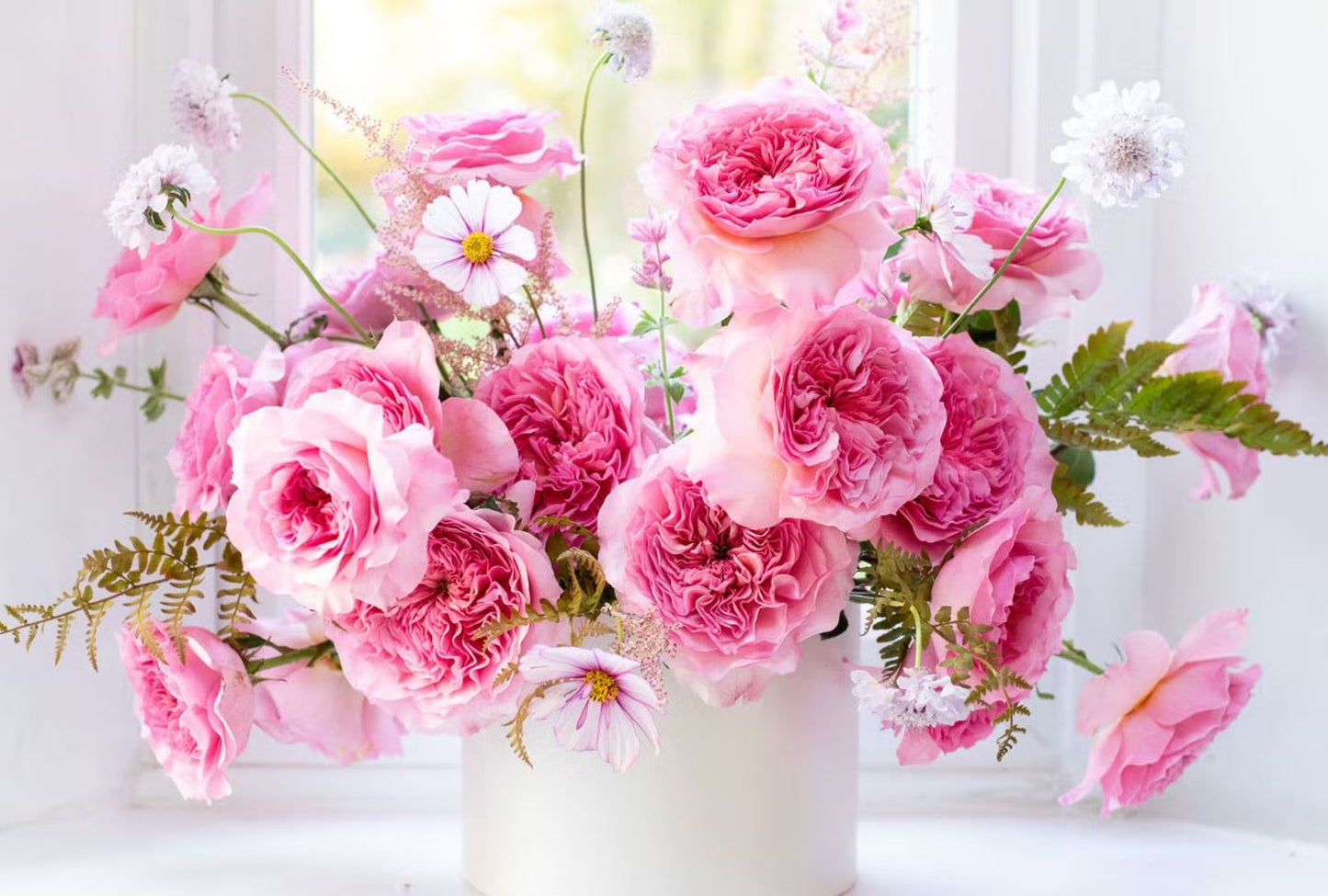 12 roses Millicent David Austin, deluxe, unique garden roses