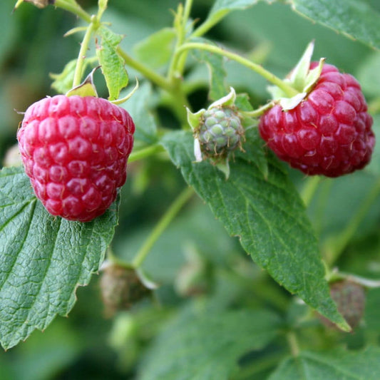Nova Raspberry