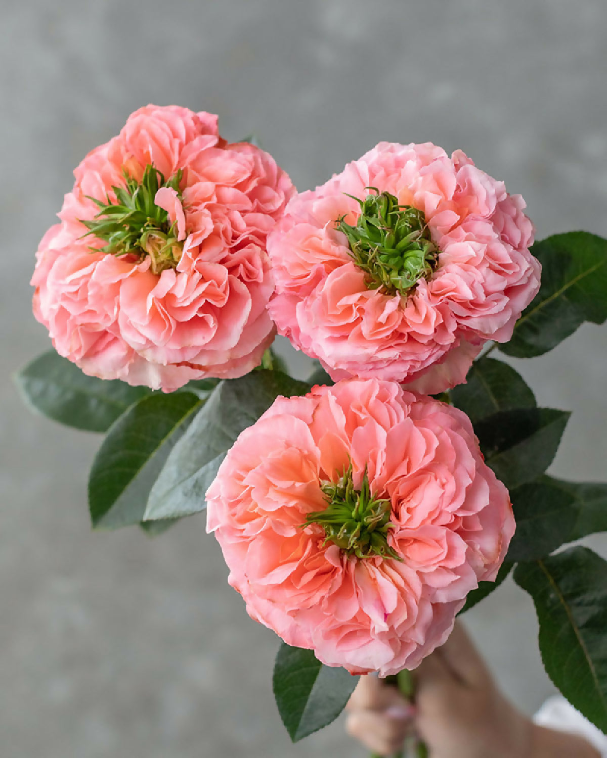 phytu Mandarin Coral peach Rose Flowers Ruffled Blooms fresh cut