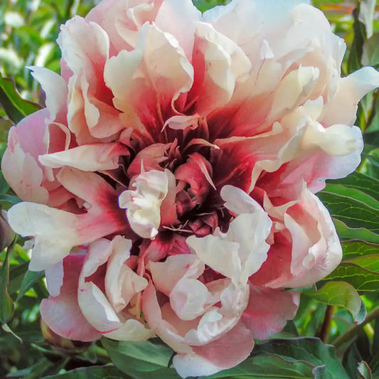 Oochigeas ITOH peony