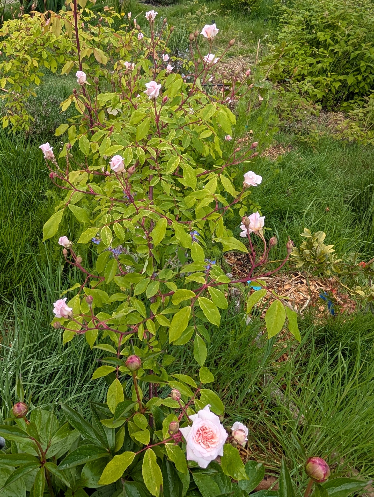 Free few thorn Cecile Brunner climbing rose plant cuttings
