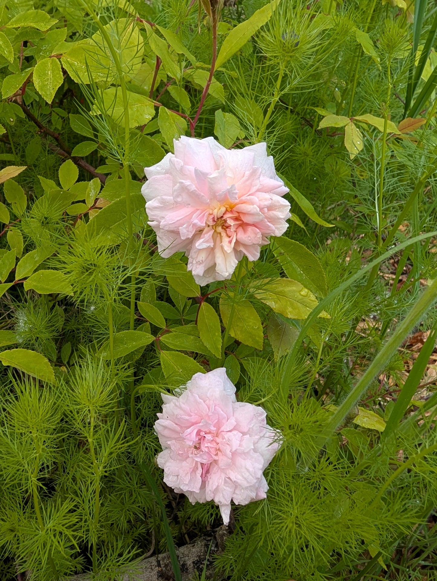 Free few thorn Cecile Brunner climbing rose plant cuttings