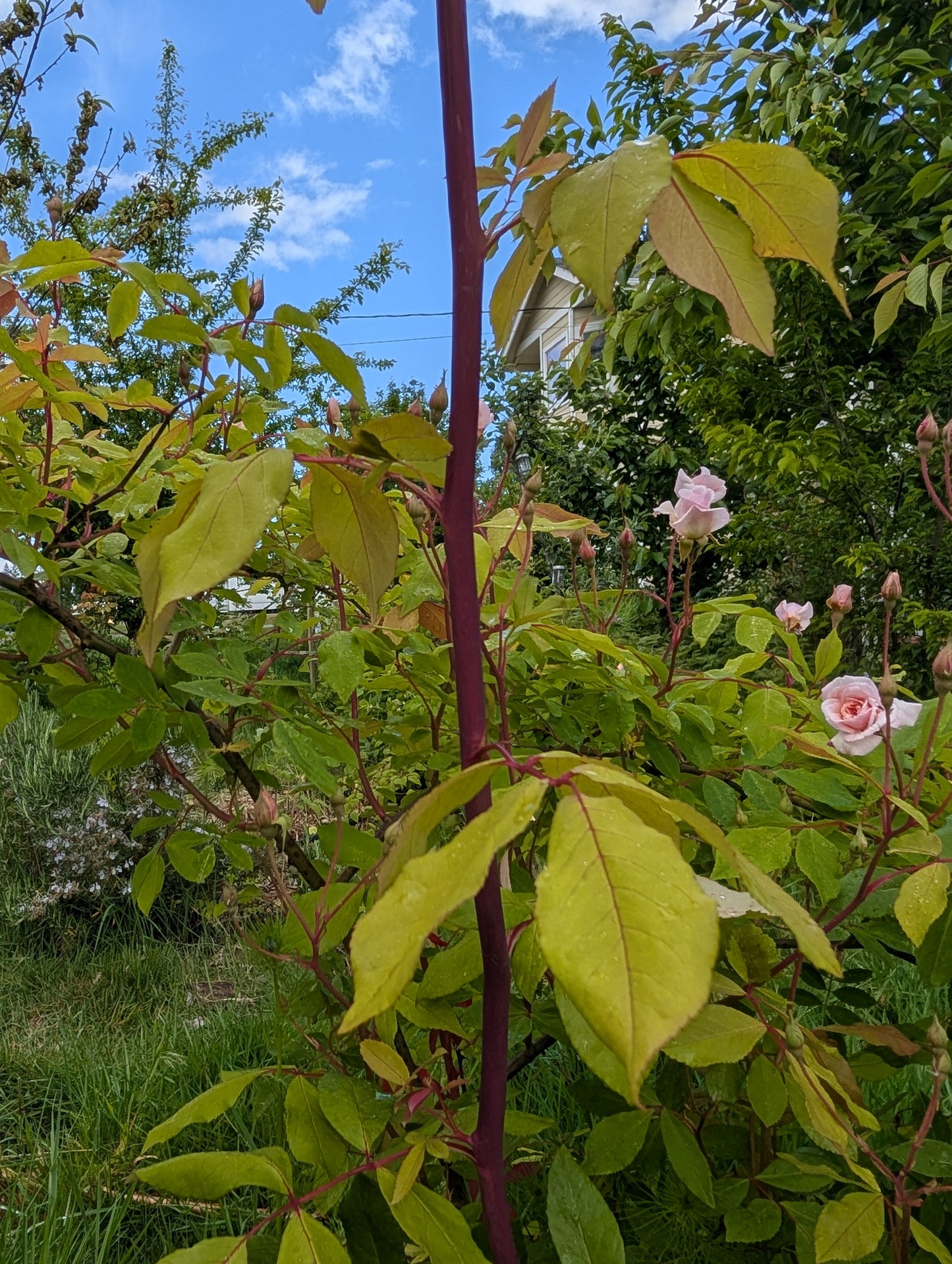 Free few thorn Cecile Brunner climbing rose plant cuttings