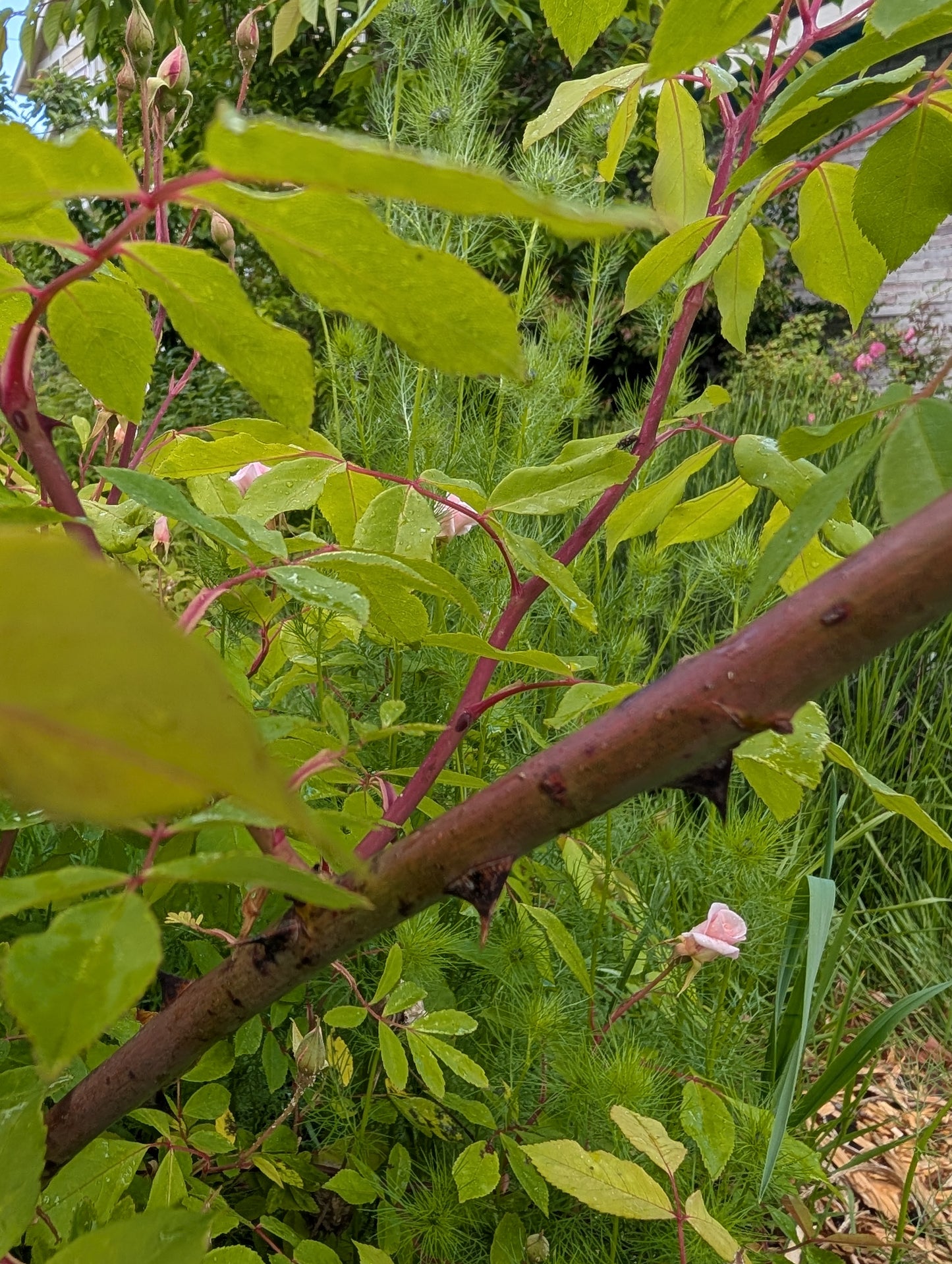Free few thorn Cecile Brunner climbing rose plant cuttings