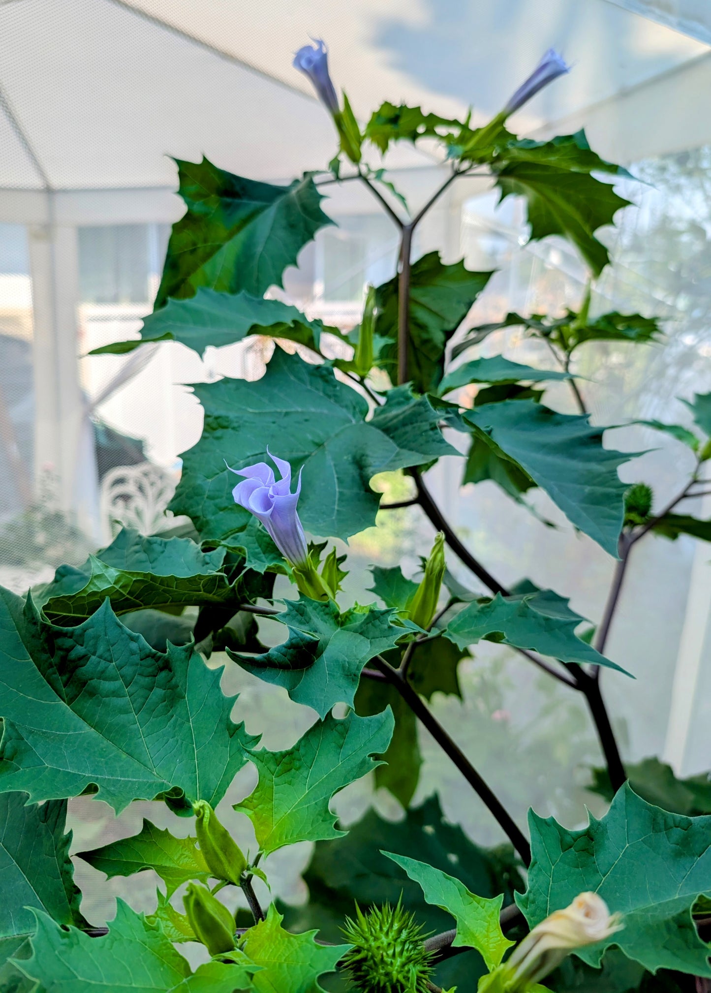 Jimson weed toxic plant