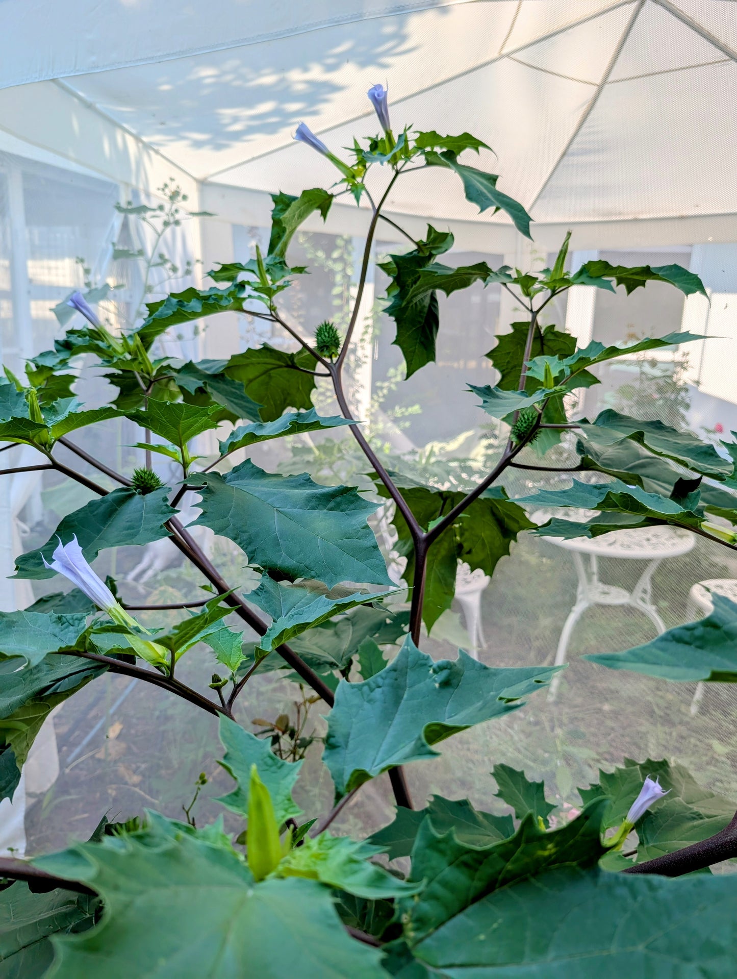 Jimson weed toxic plant