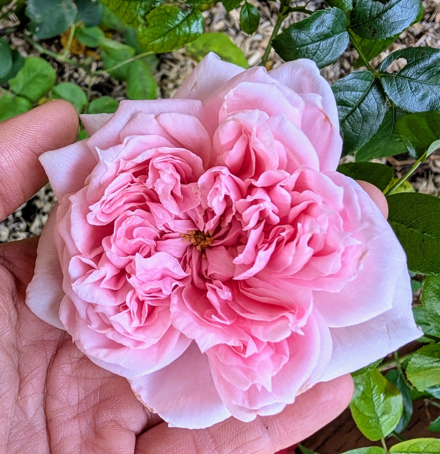 Schone maid (Beautiful girl) lookalike garden rose plant large flower bush deciduous shrub