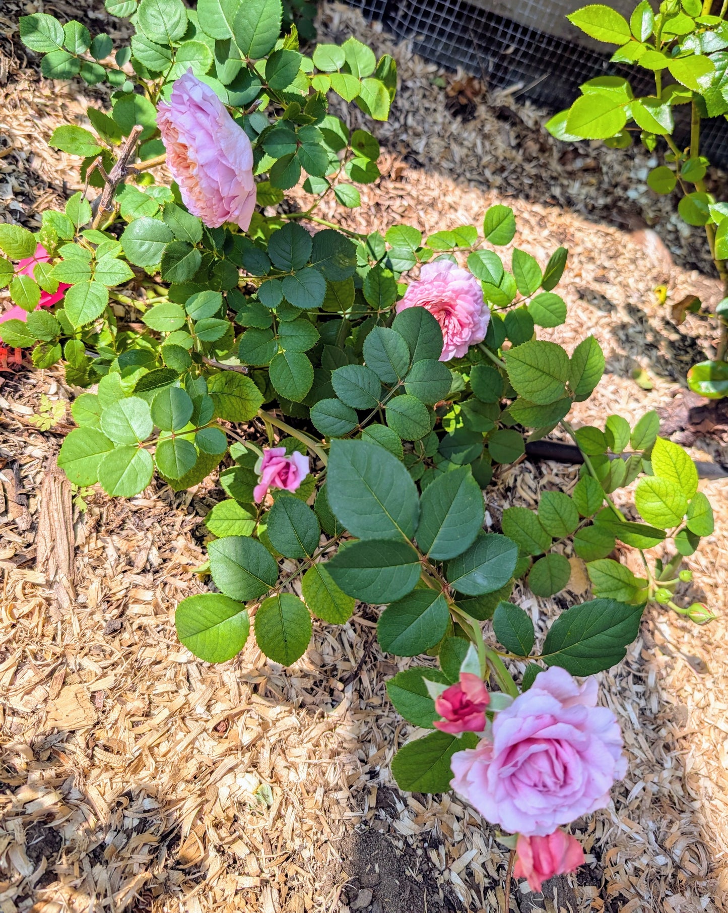 Pompadour lookalike strong fragrant garden rose plant large flower bush