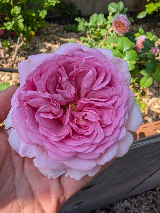 Pompadour strong fragrant garden rose plant large flower bush