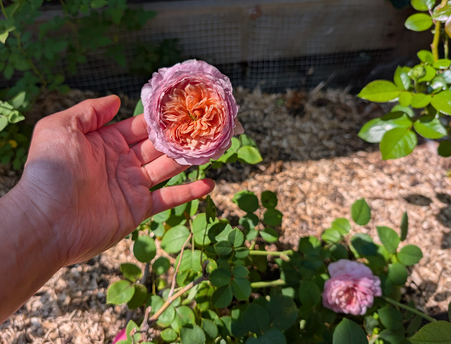 Eisvogel lookalike garden rose plant large flower bush deciduous shrub