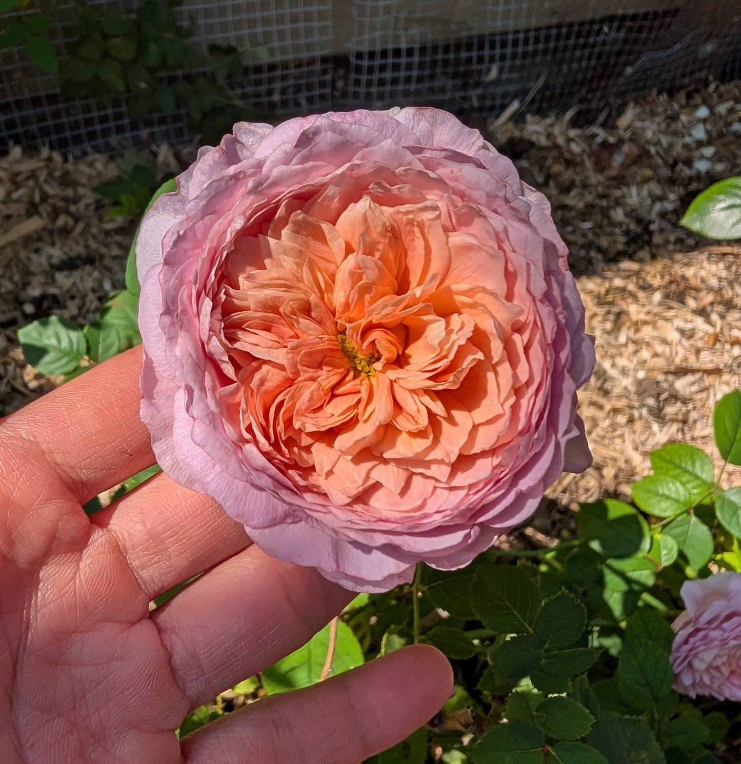 Eisvogel lookalike garden rose plant large flower bush deciduous shrub