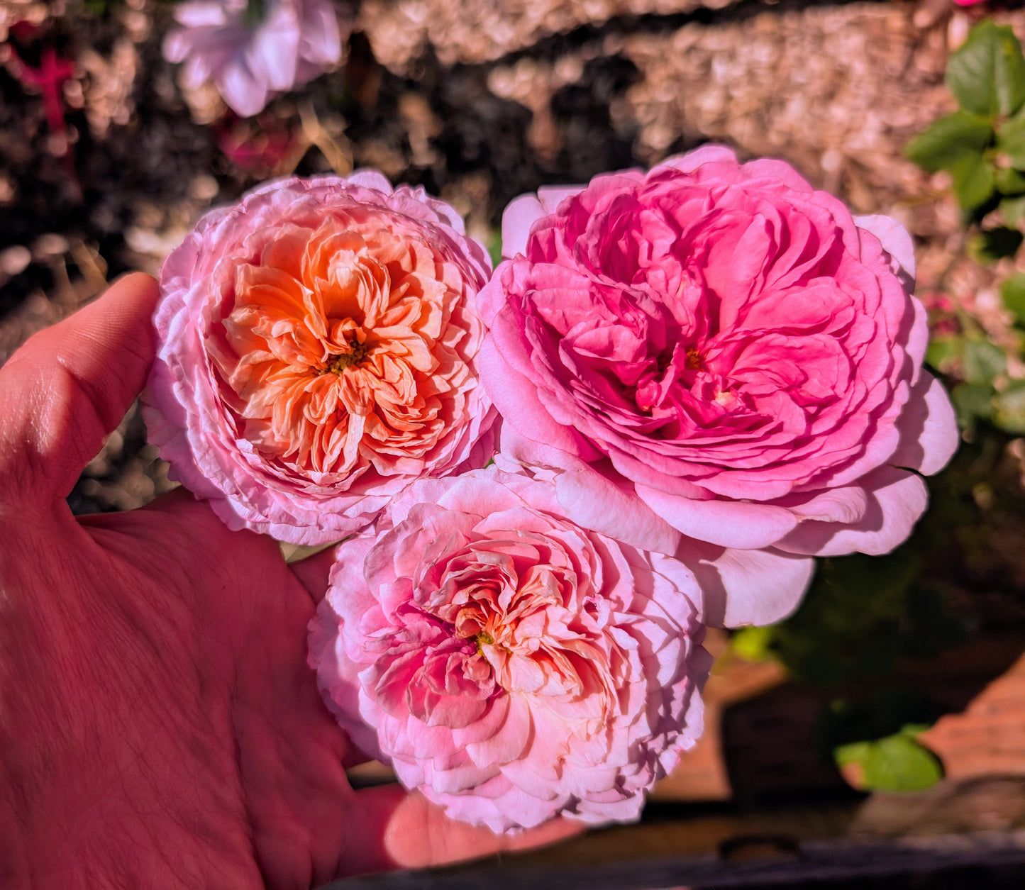 Eisvogel lookalike garden rose plant large flower bush deciduous shrub