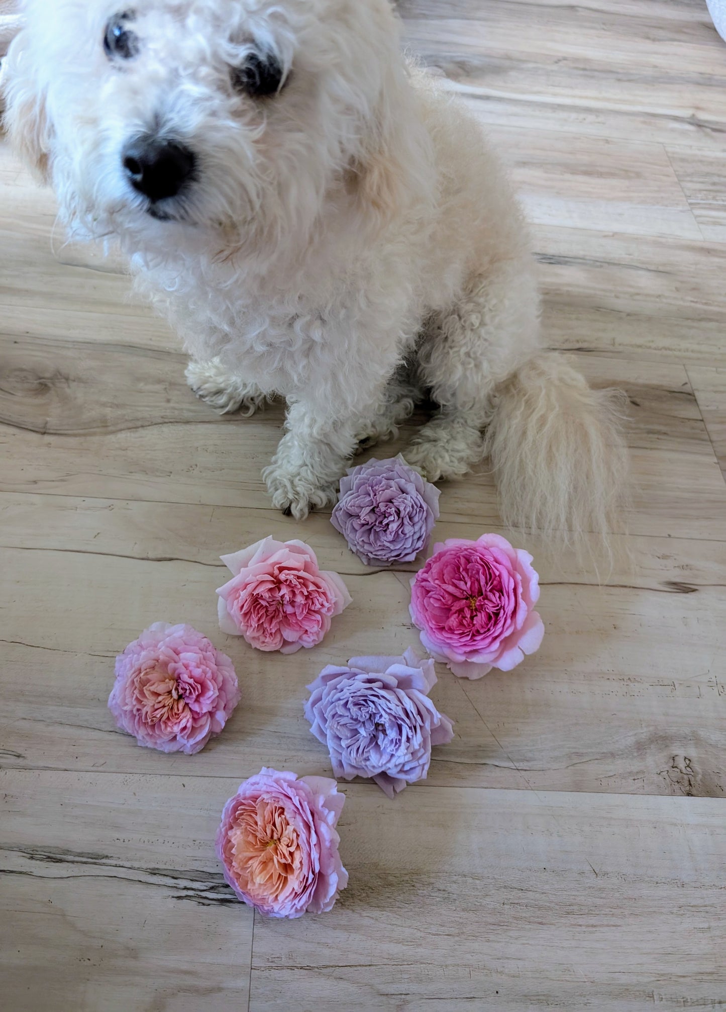 Schone maid (Beautiful girl) lookalike garden rose plant large flower bush deciduous shrub