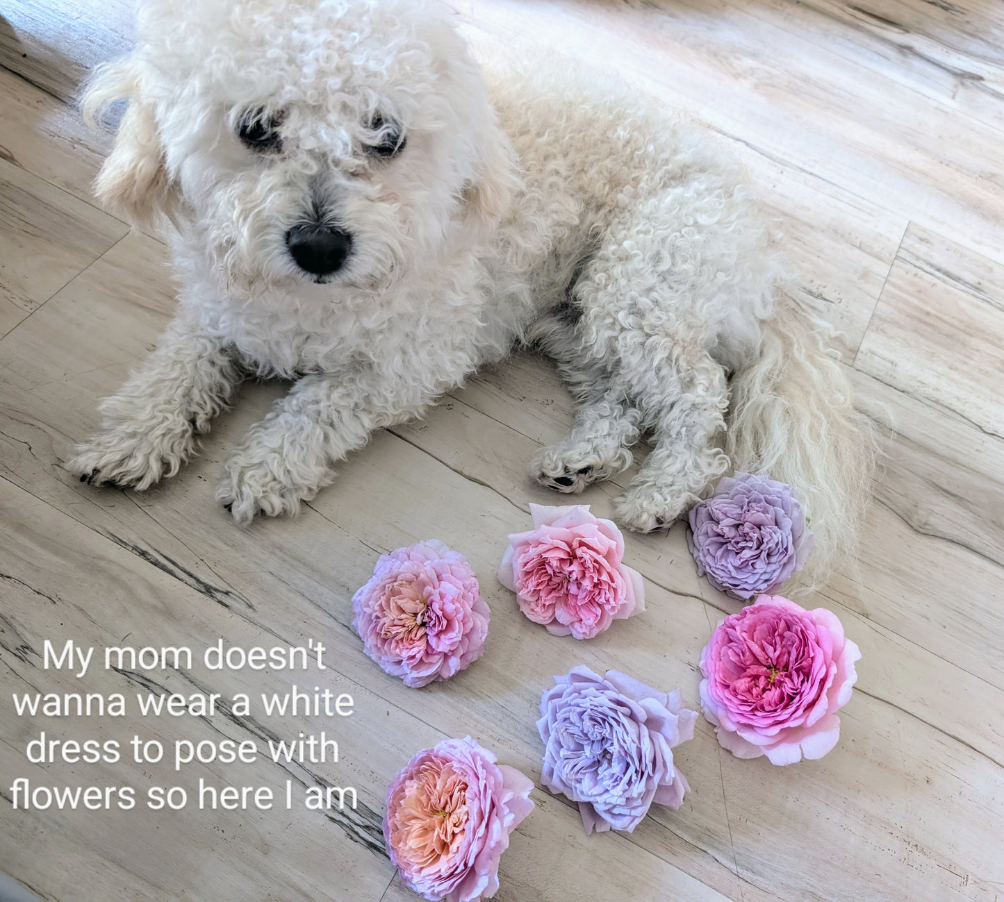 Eisvogel lookalike garden rose plant large flower bush deciduous shrub