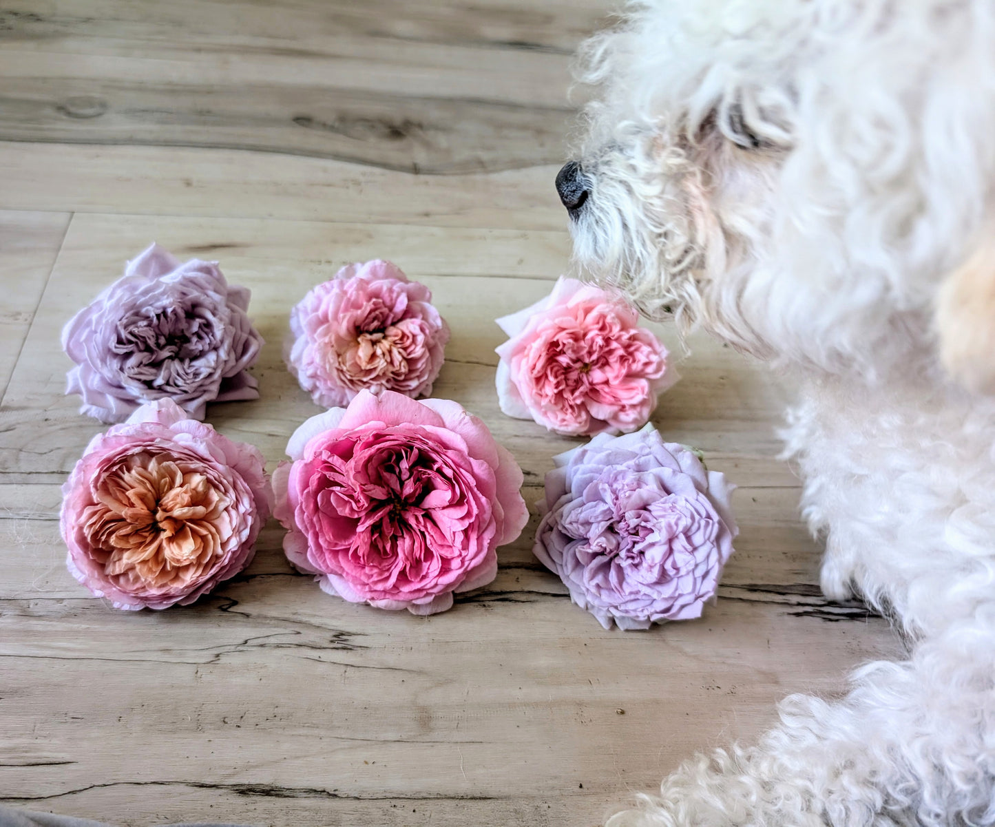 Schone maid (Beautiful girl) lookalike garden rose plant large flower bush deciduous shrub