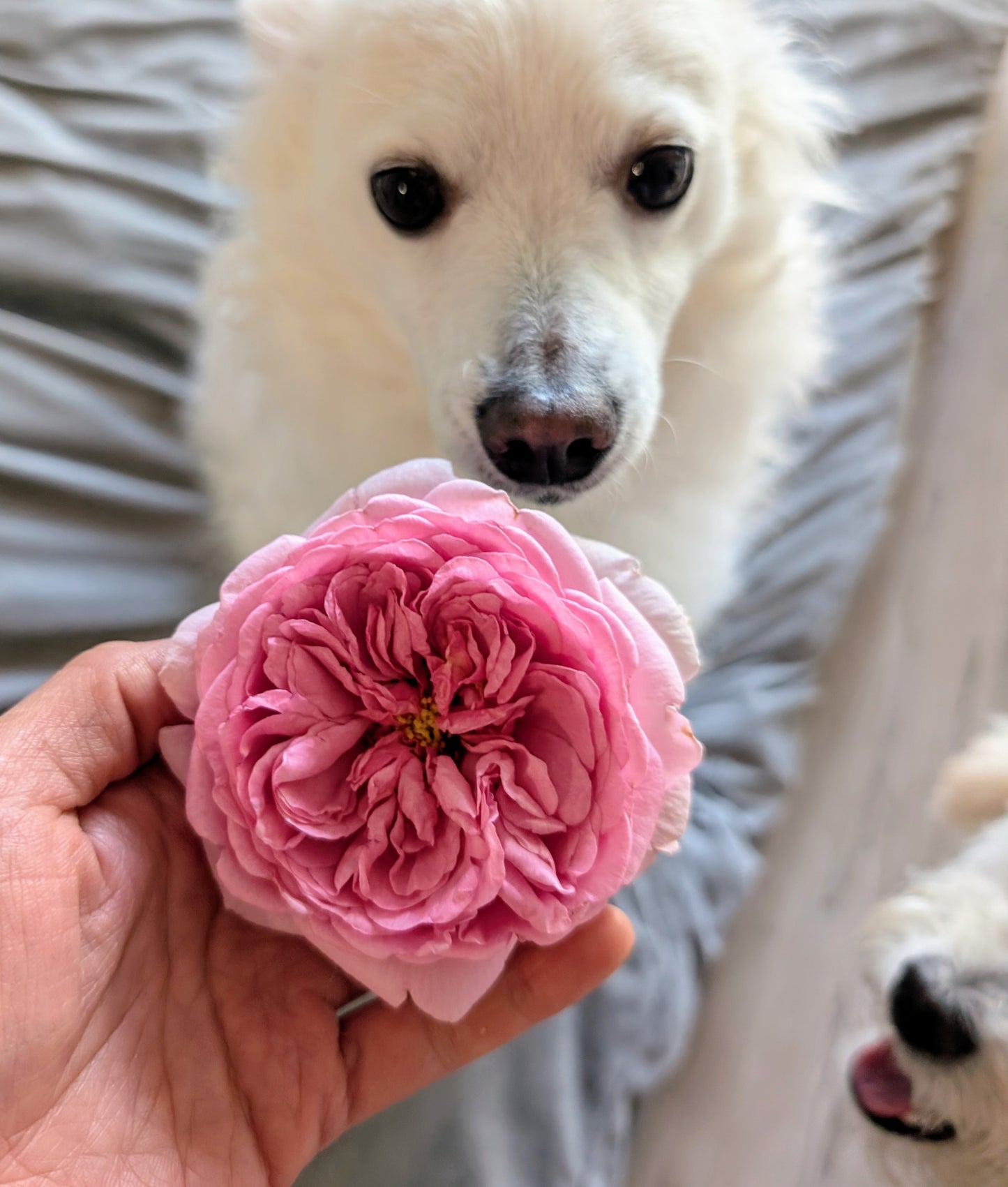 Eisvogel lookalike garden rose plant large flower bush deciduous shrub