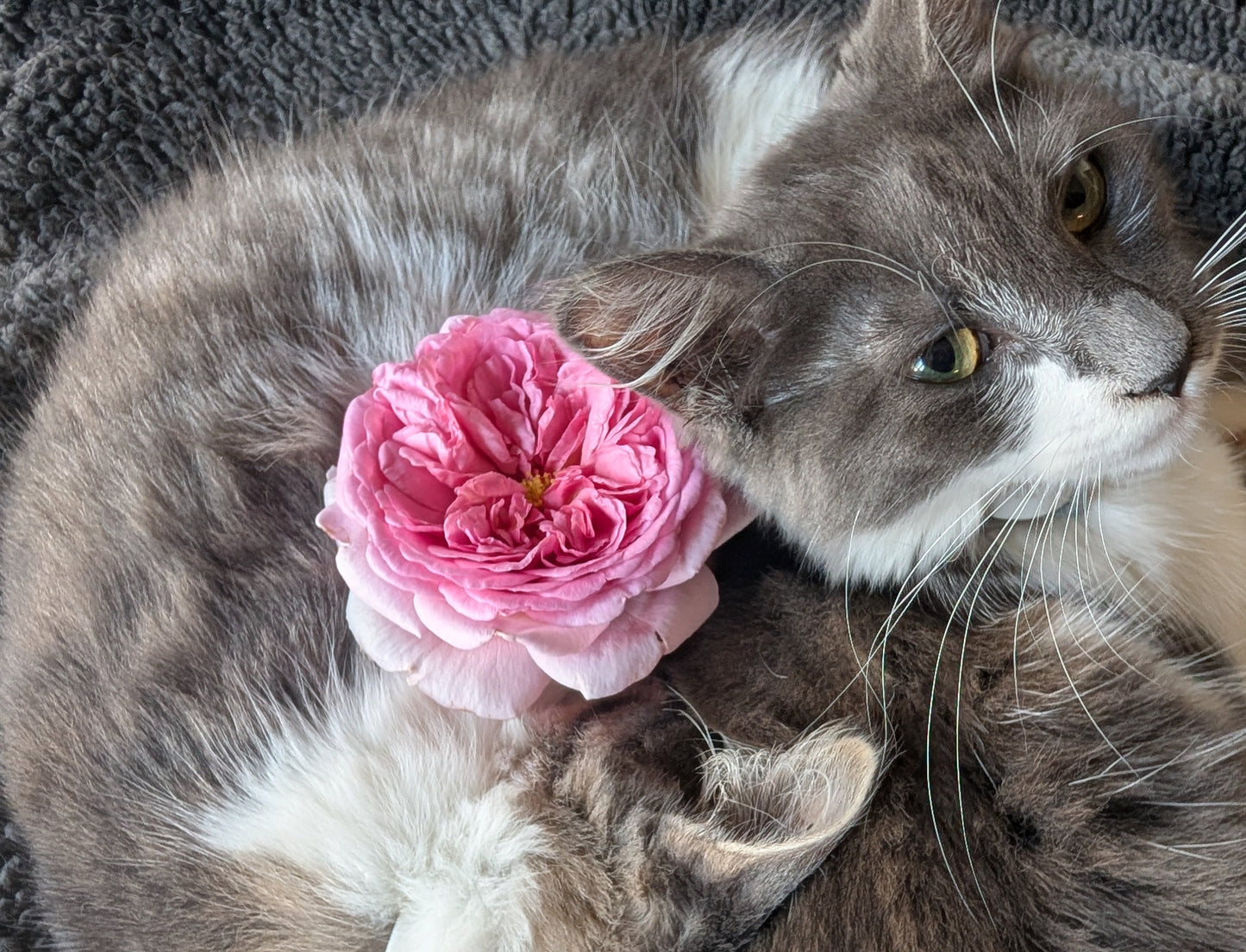 Eisvogel lookalike garden rose plant large flower bush deciduous shrub