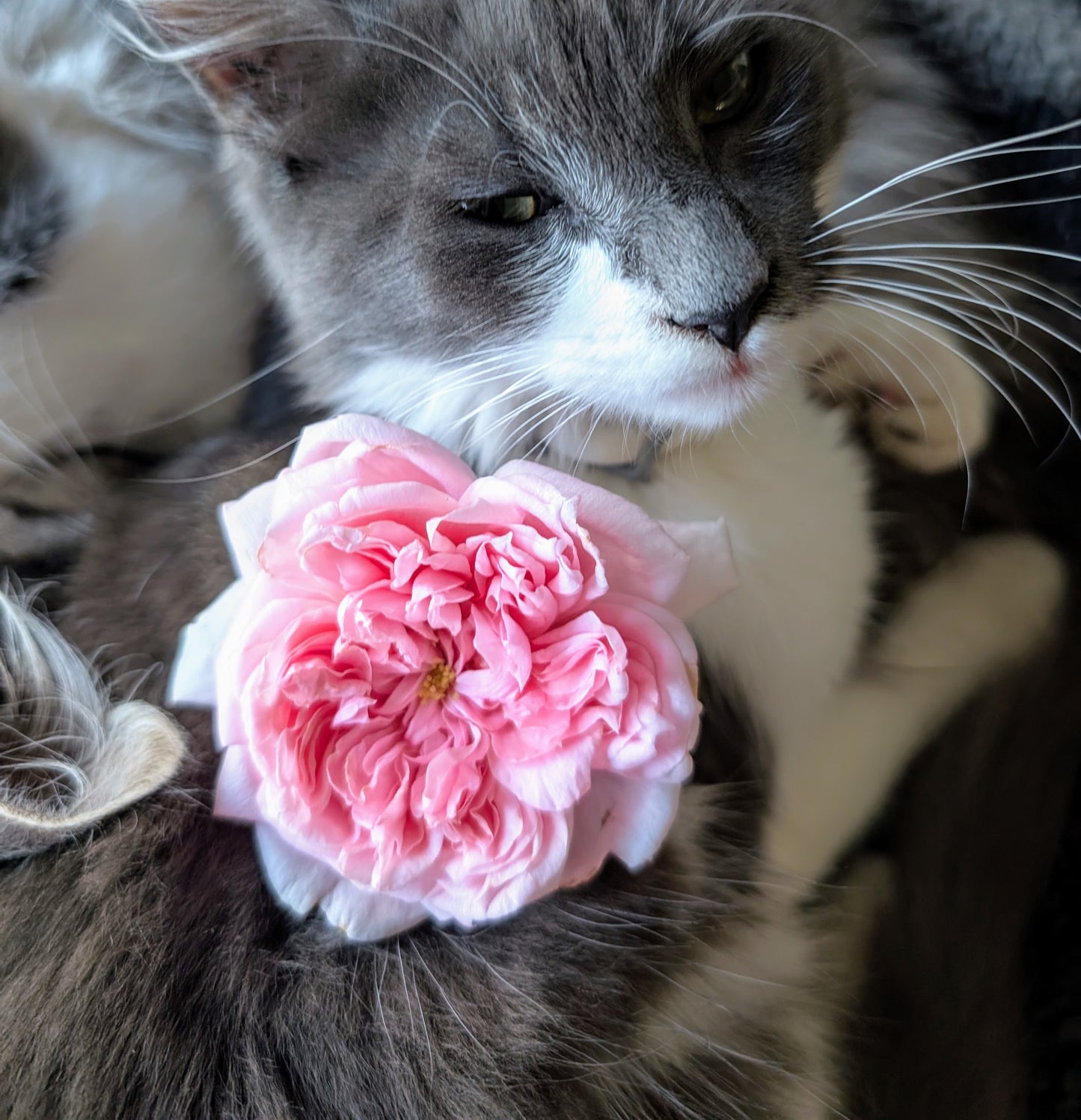 Schone maid (Beautiful girl) lookalike garden rose plant large flower bush deciduous shrub