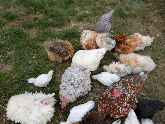 Bantam mixed satin silkie x cochin young pullet chicken