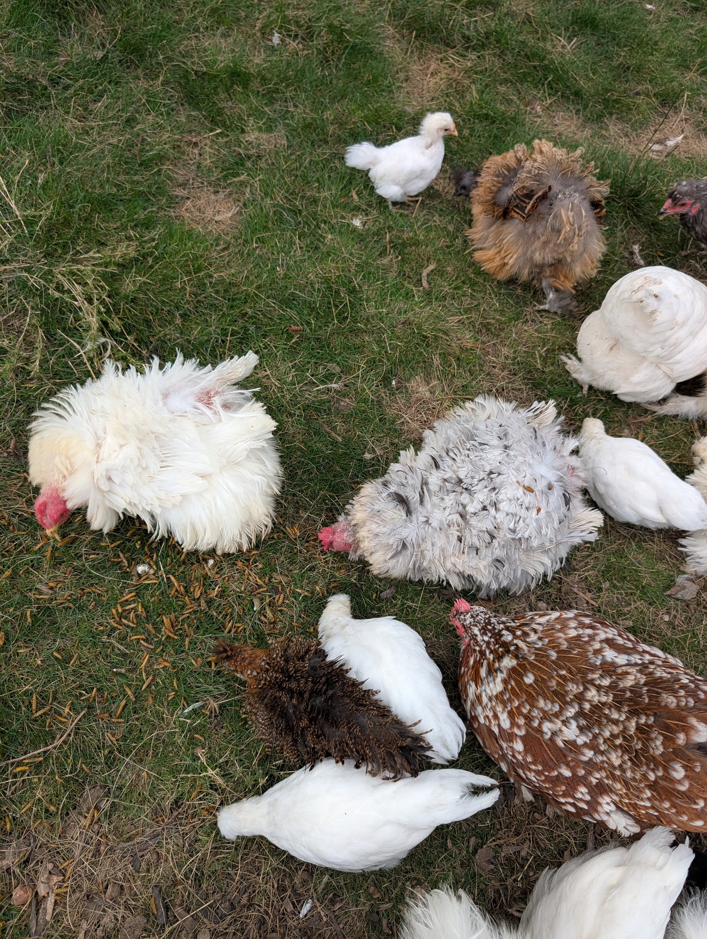 Bantam mixed satin silkie x cochin young pullet chicken