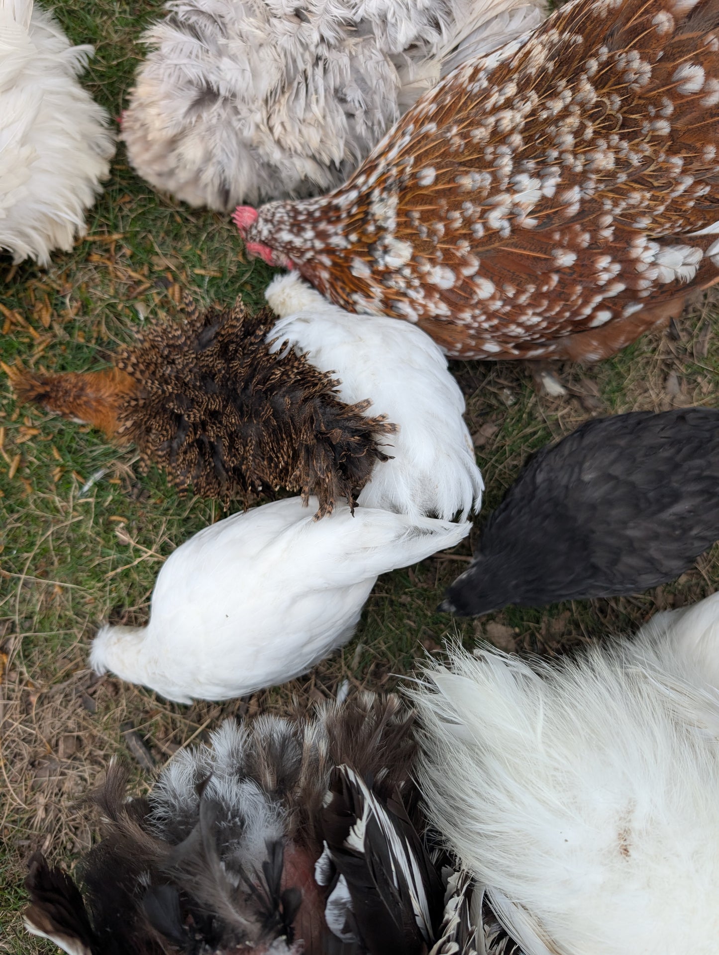 Bantam mixed satin silkie x cochin young pullet chicken
