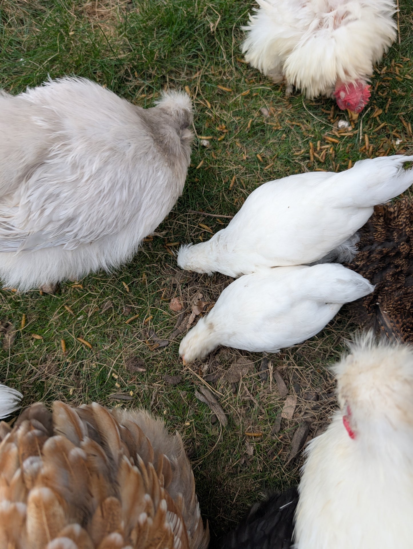 Bantam mixed satin silkie x cochin young pullet chicken