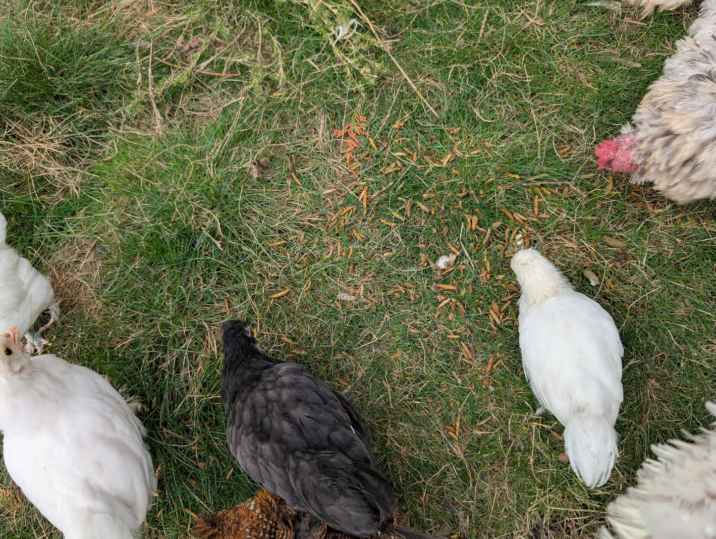 Bantam mixed satin silkie x cochin young pullet chicken