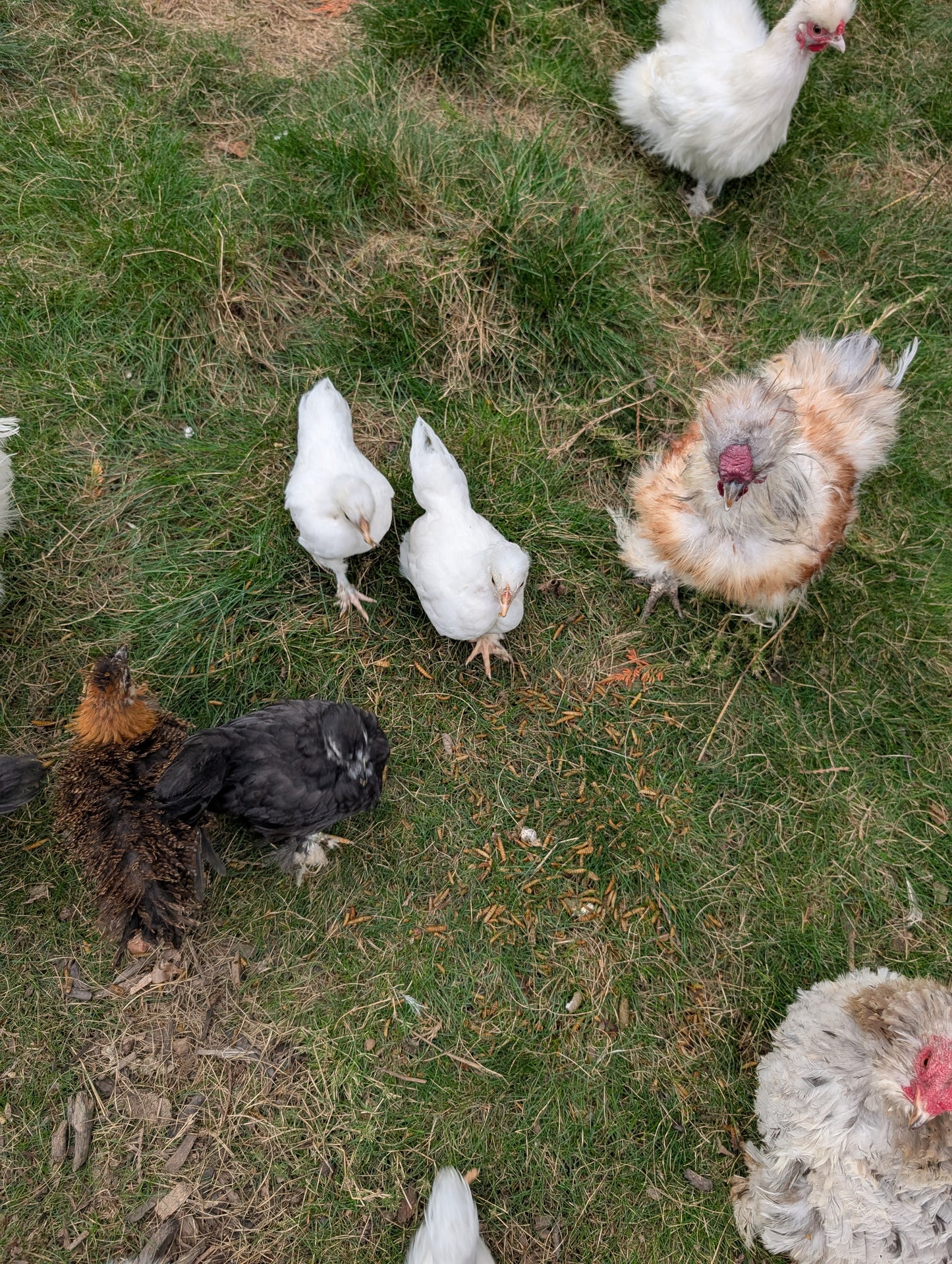 Bantam mixed satin silkie x cochin young pullet chicken