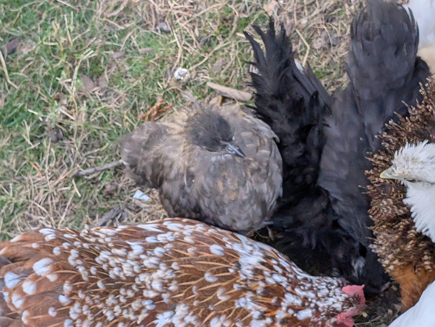 Bantam mixed satin silkie x cochin young pullet chicken