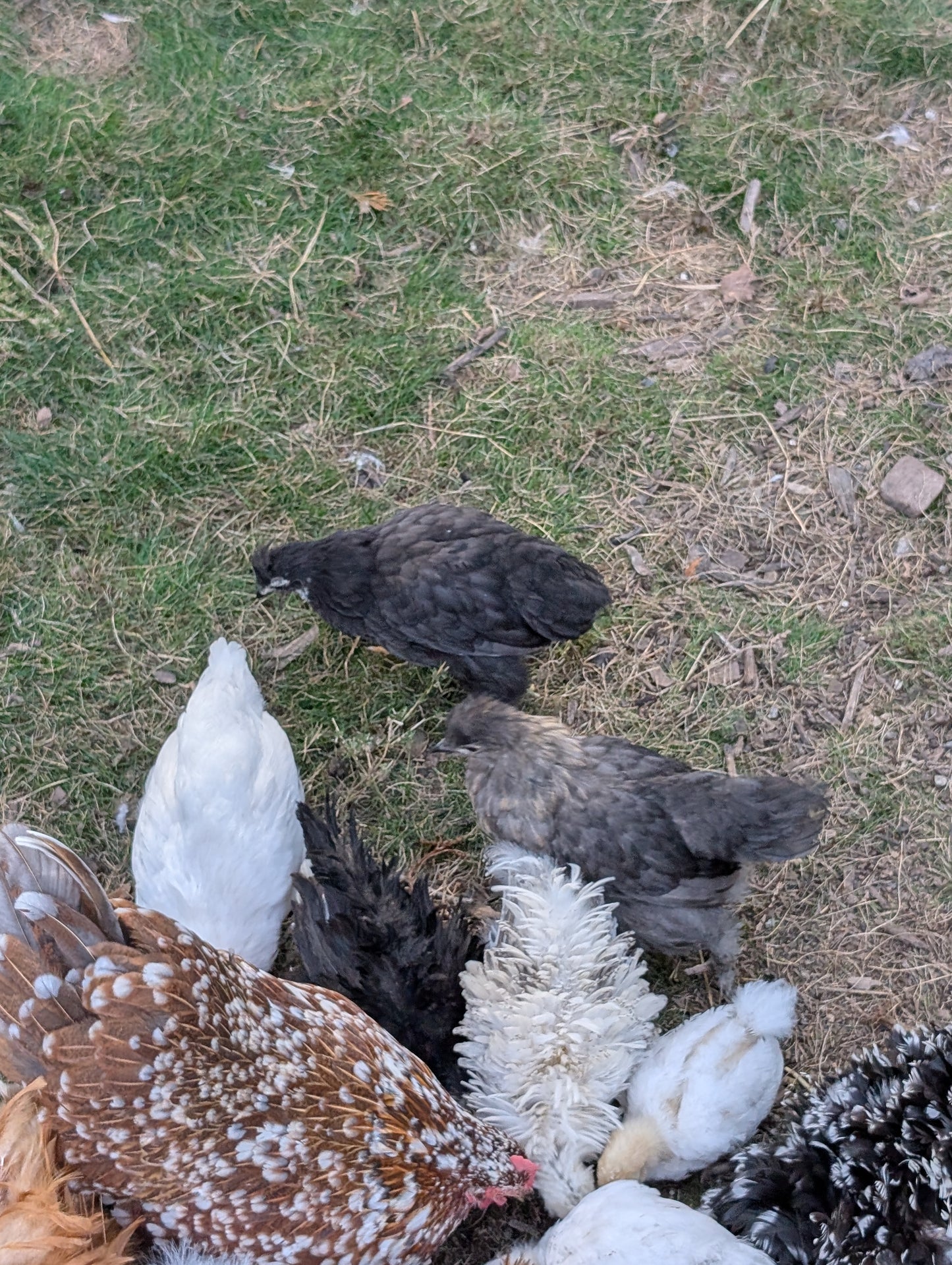 Bantam mixed satin silkie x cochin young pullet chicken