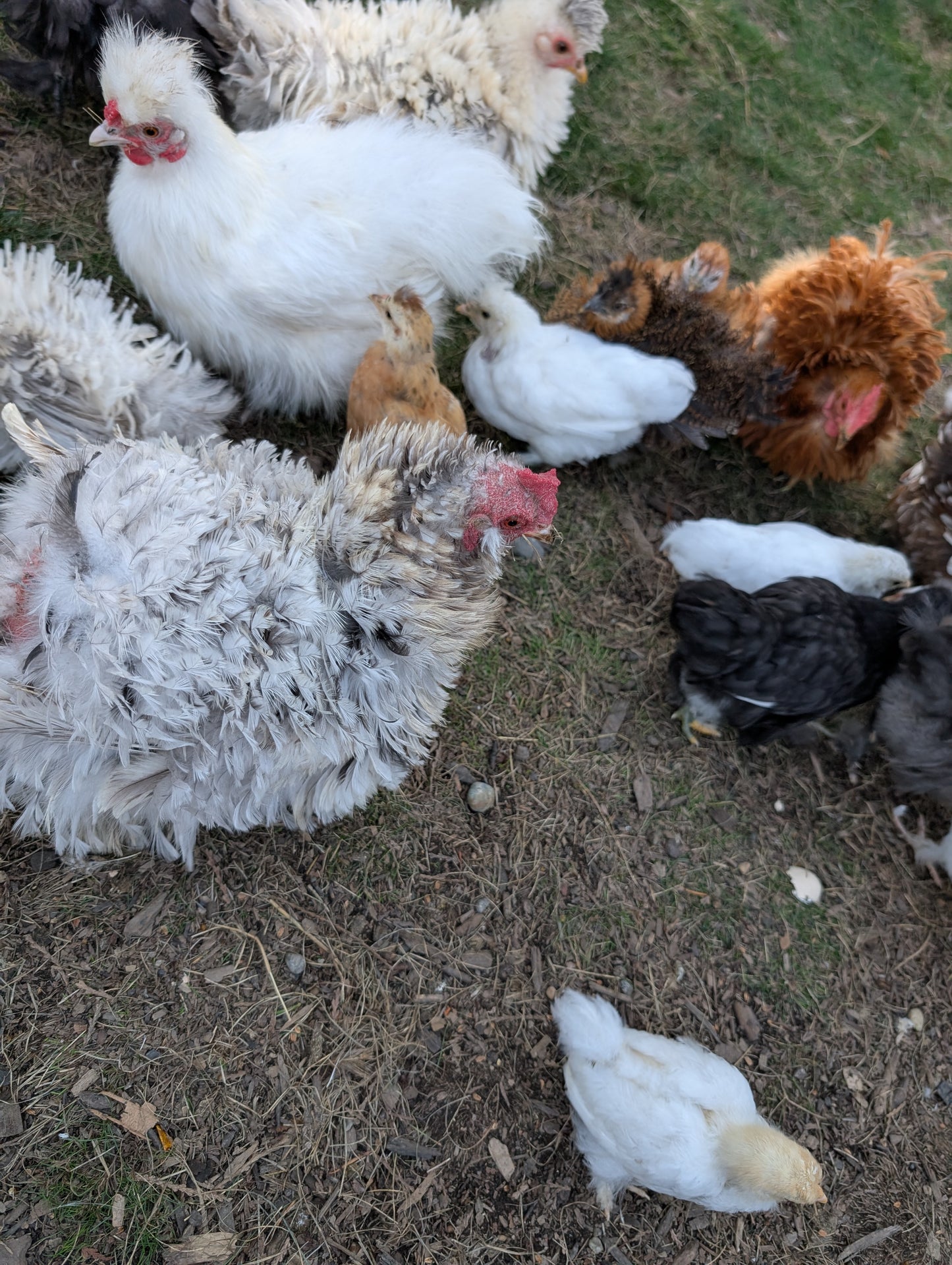 Bantam mixed satin silkie x cochin young pullet chicken