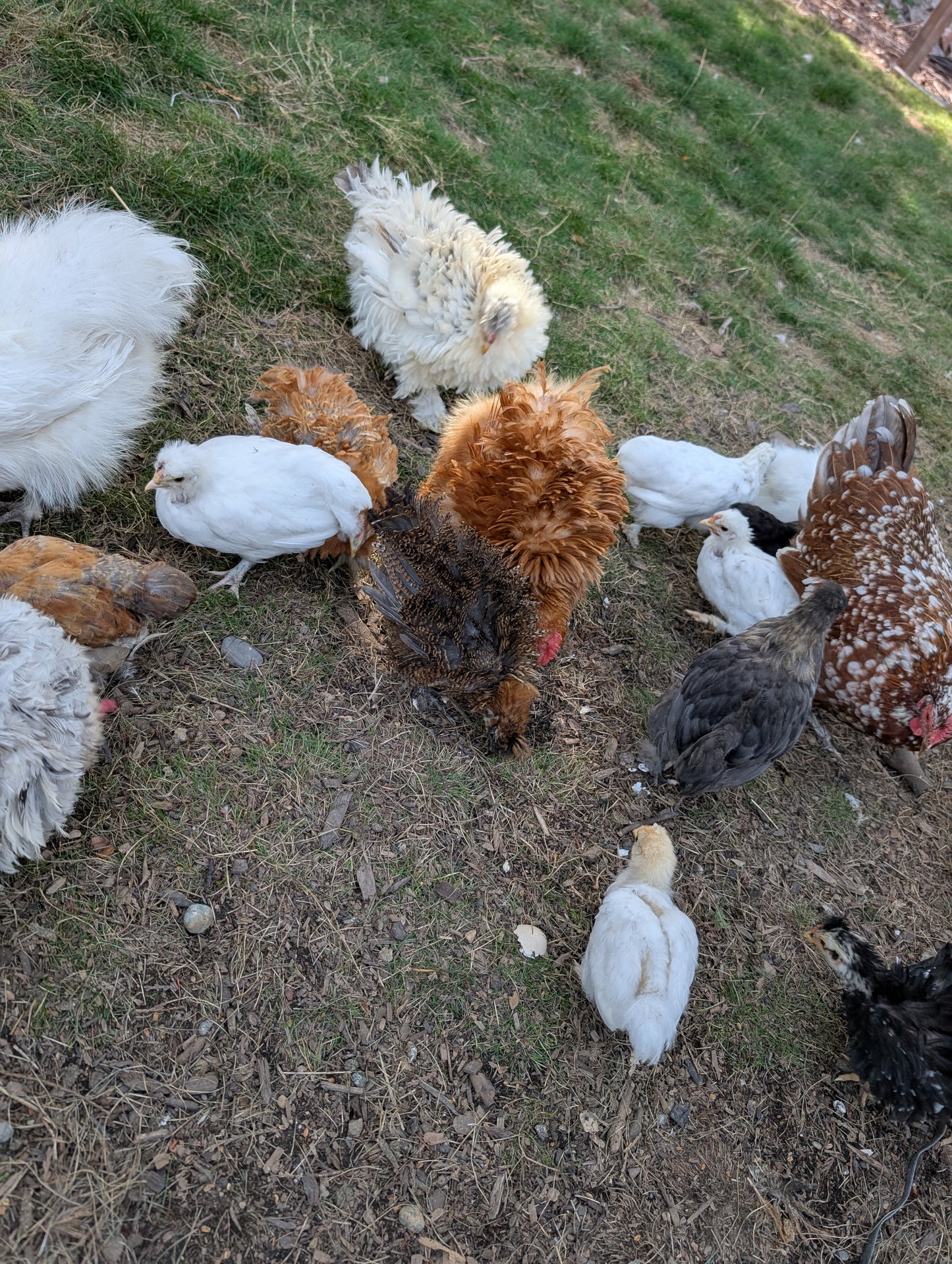 Bantam mixed satin silkie x cochin young pullet chicken