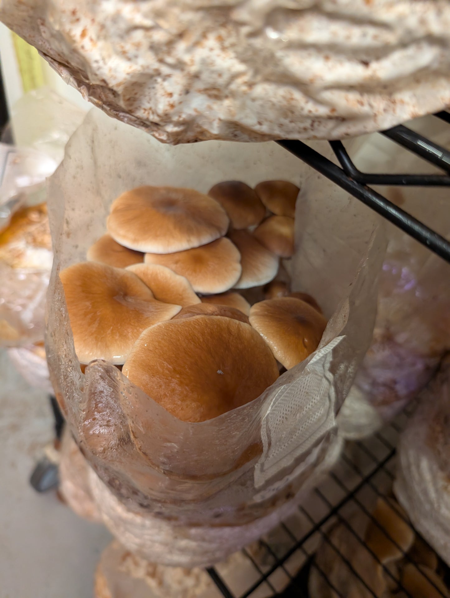 Pioppino mushroom grow kit
