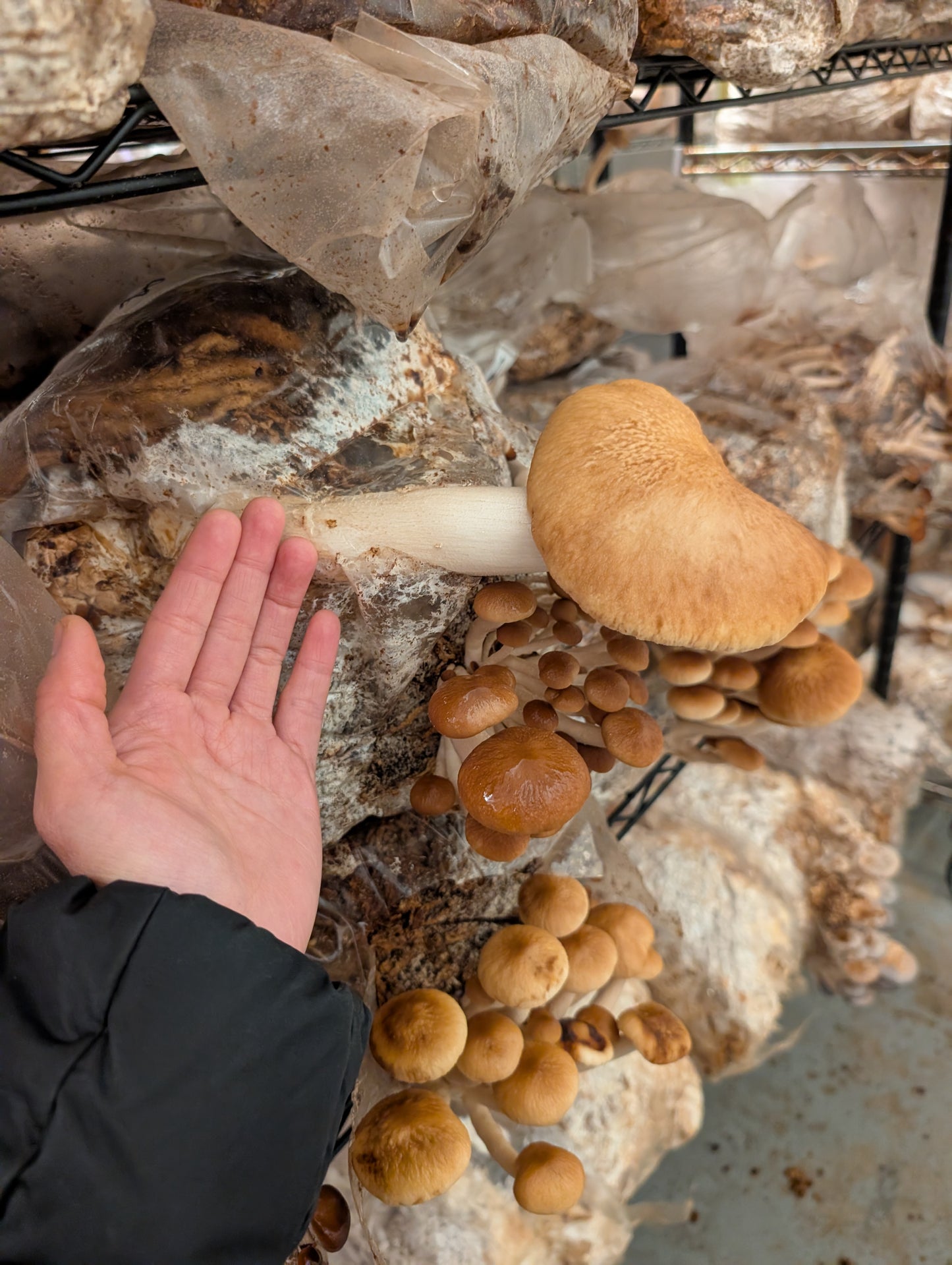 Pioppino mushroom grow kit