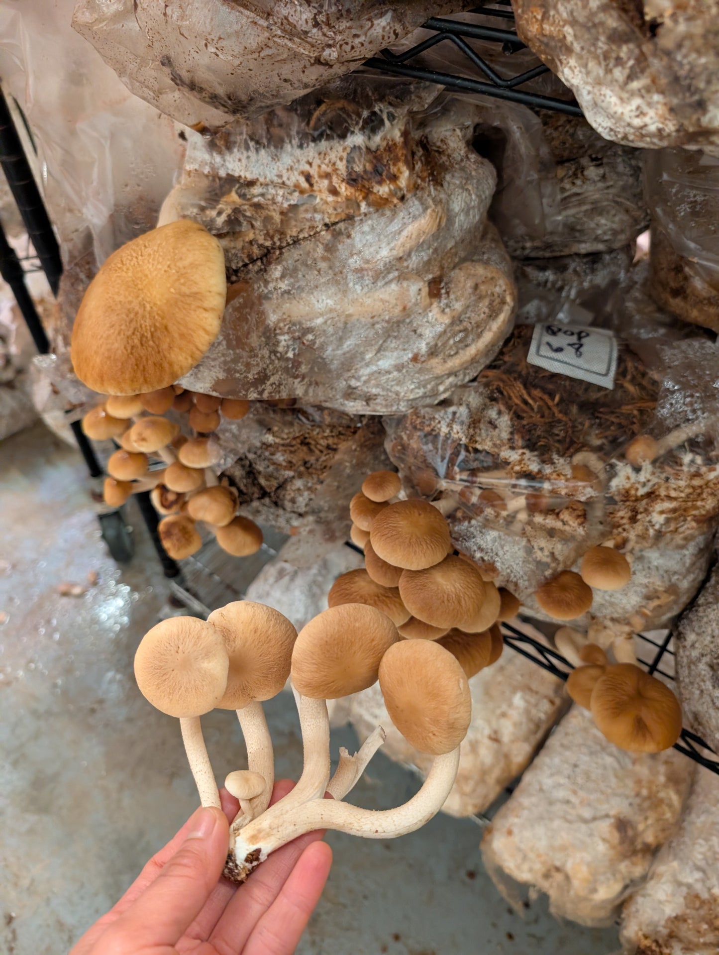 Pioppino mushroom grow kit