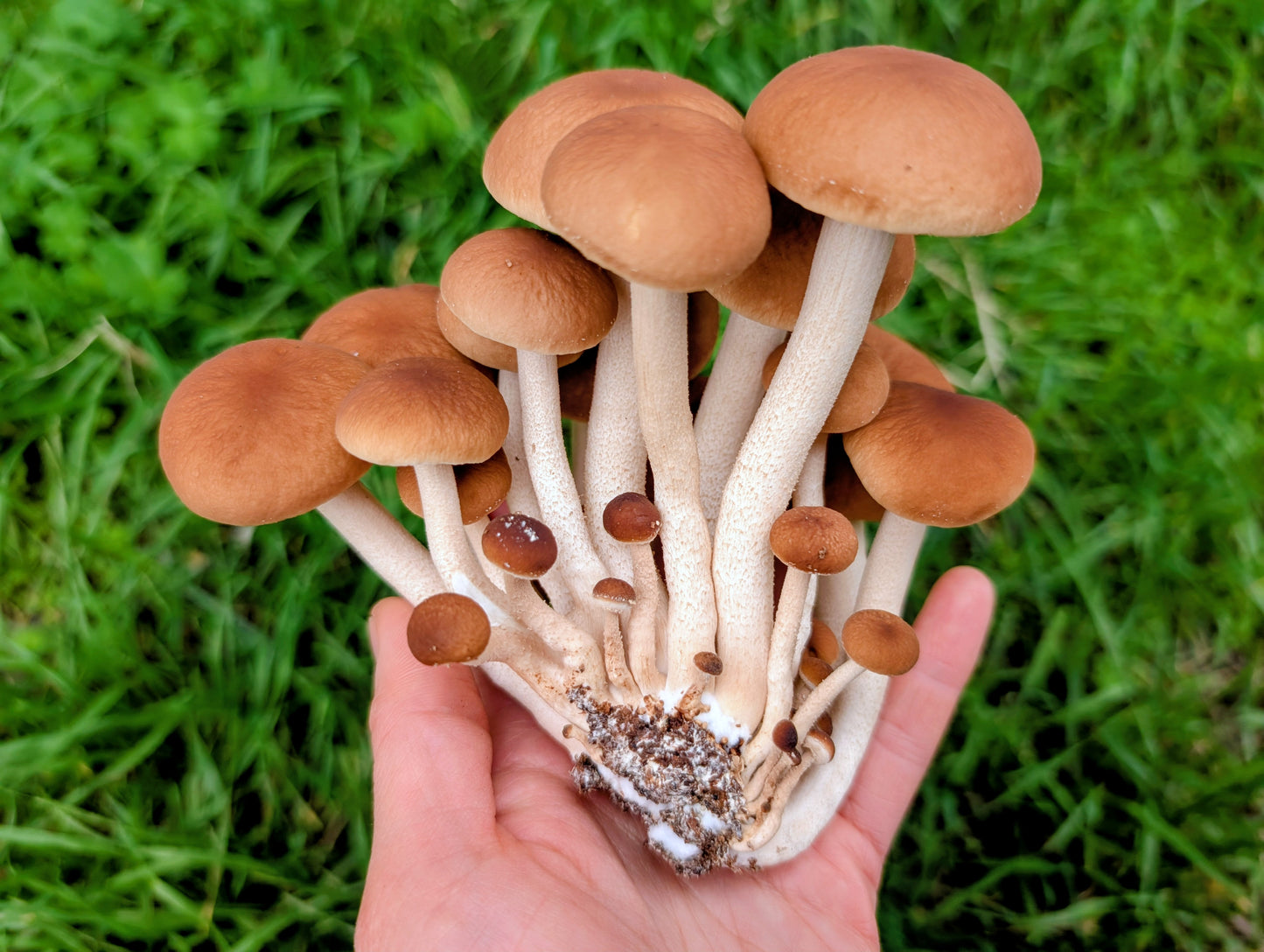 Pioppino mushroom grow kit