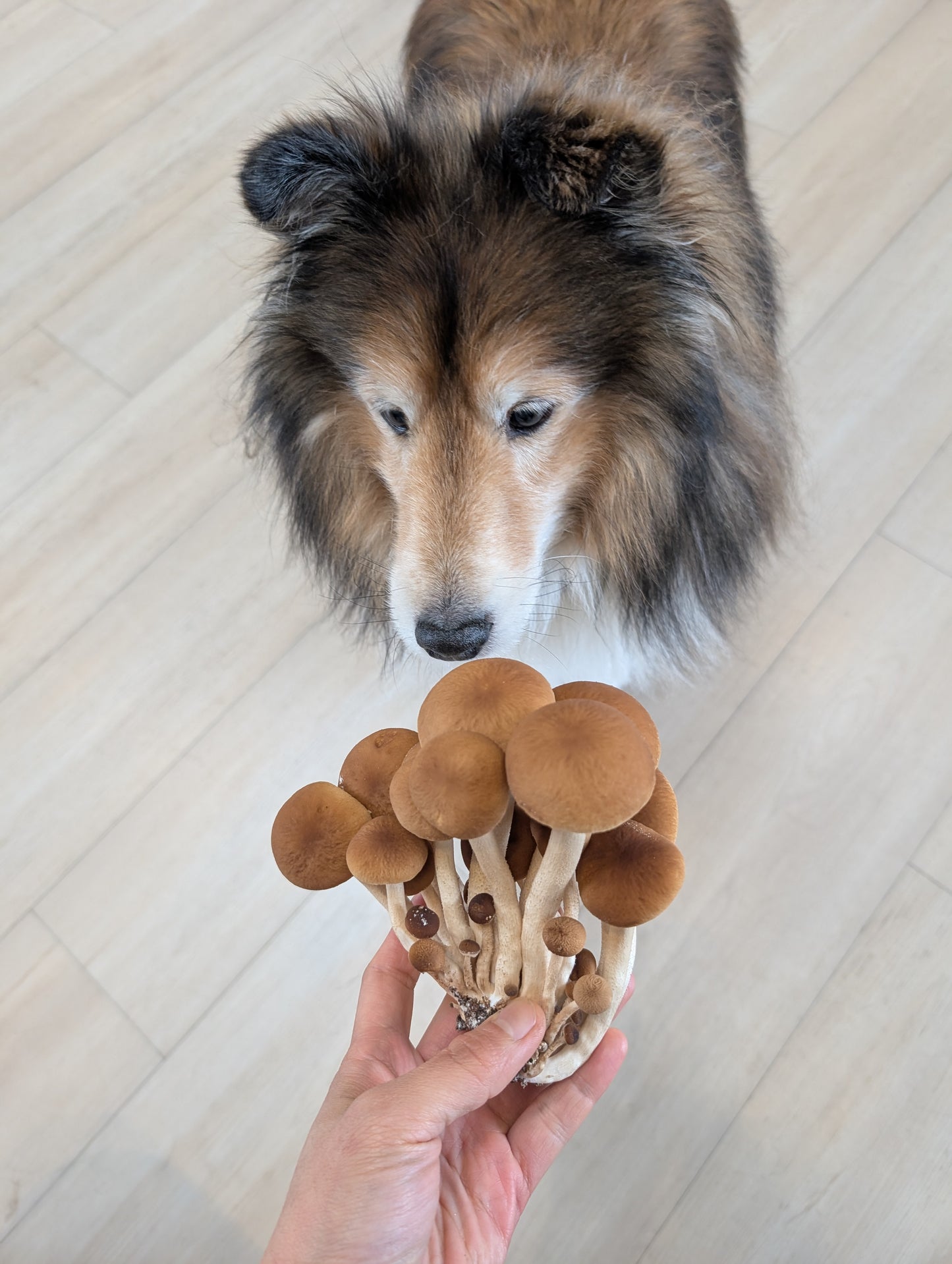 Pioppino mushroom grow kit