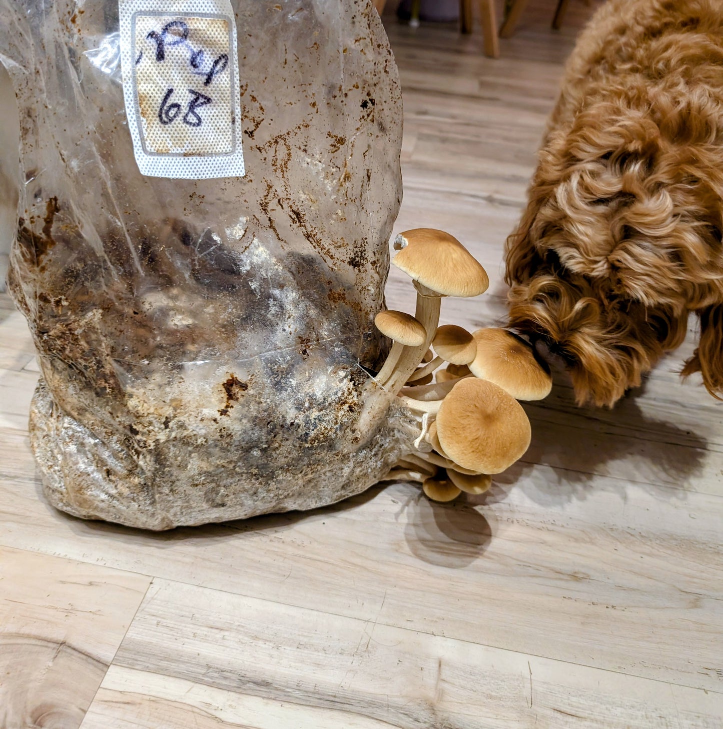 Pioppino mushroom grow kit