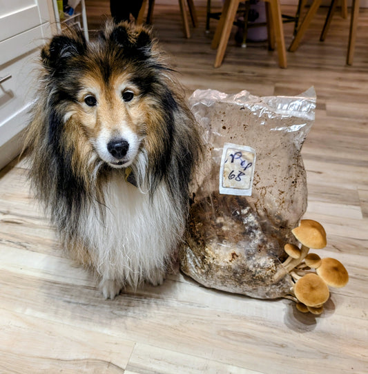 Pioppino mushroom grow kit