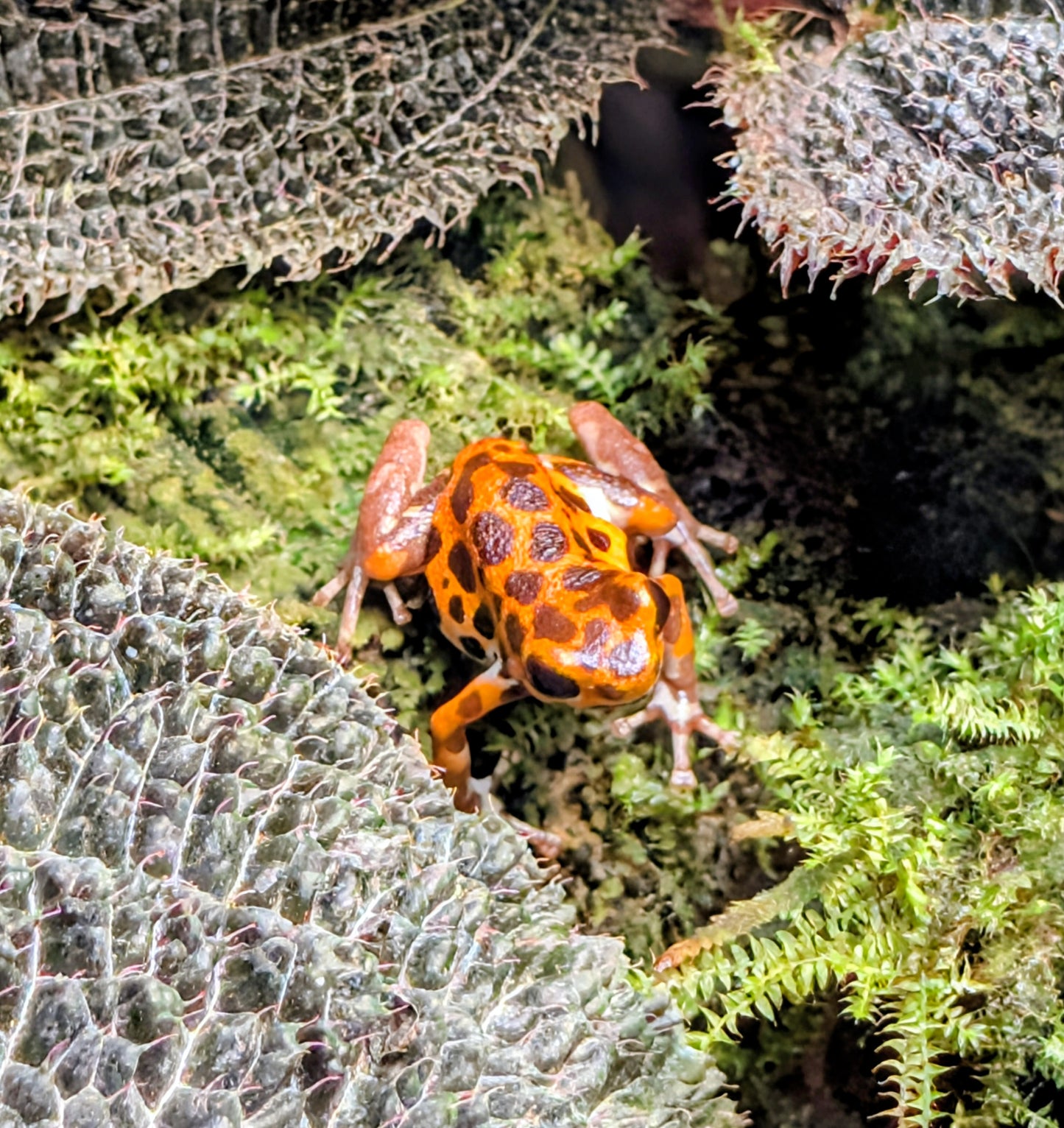 Strawberry poison frog