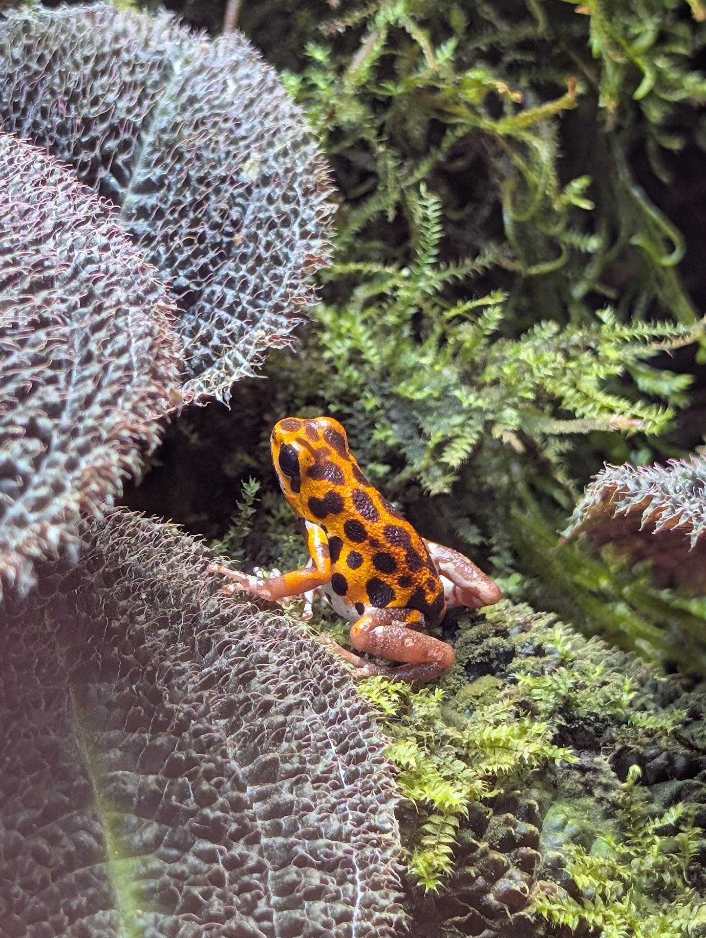Strawberry poison frog