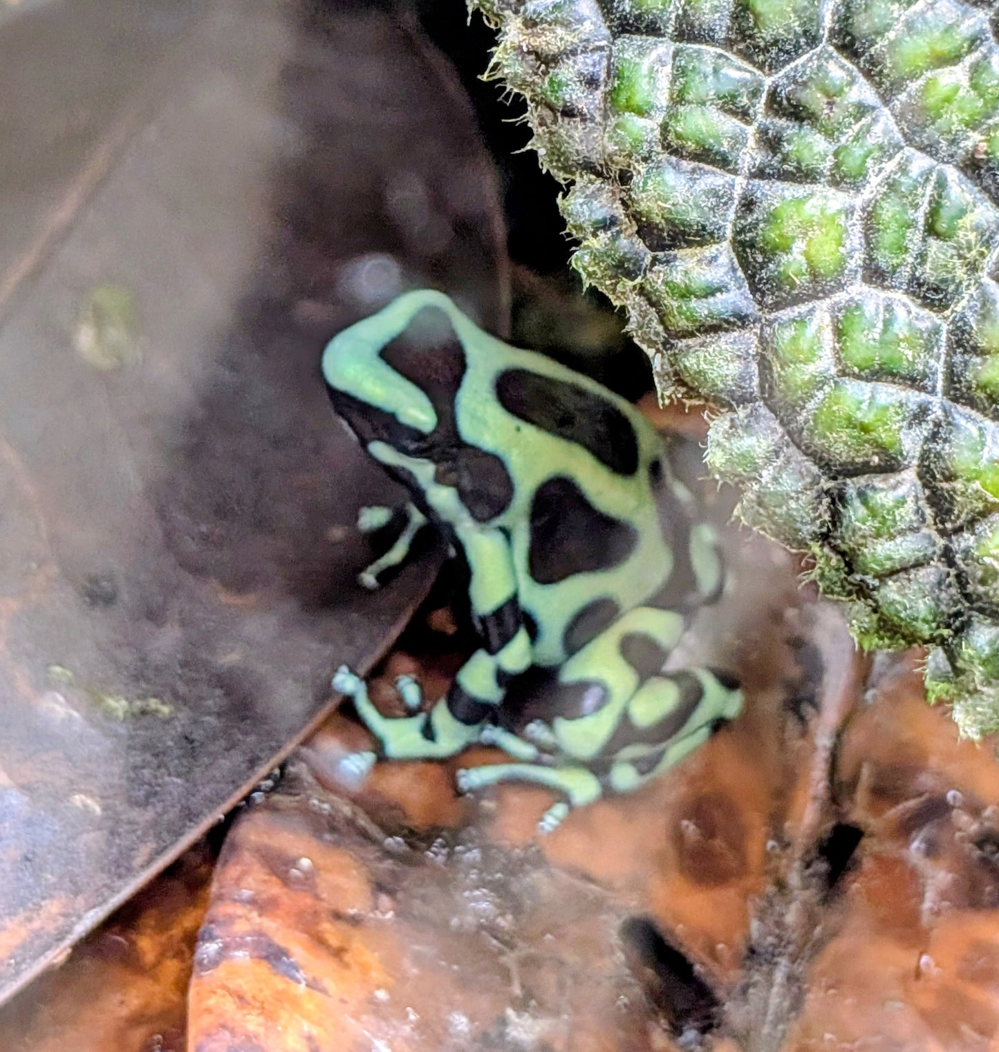 Poison dart frog