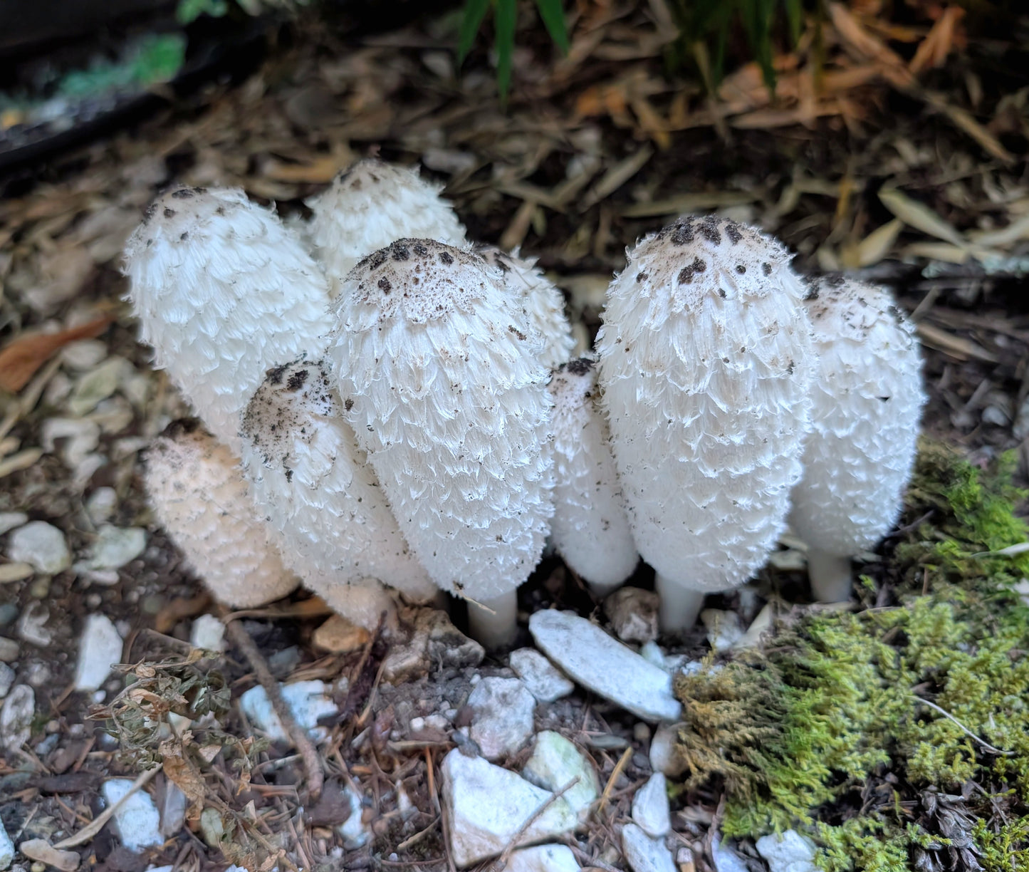 Shaggy mane mushroom spores