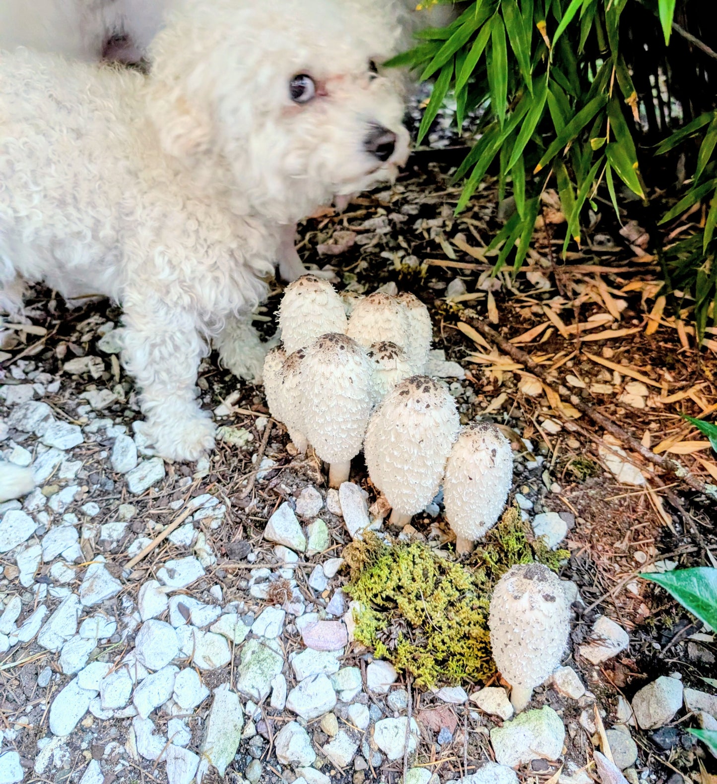 Shaggy mane mushroom spores