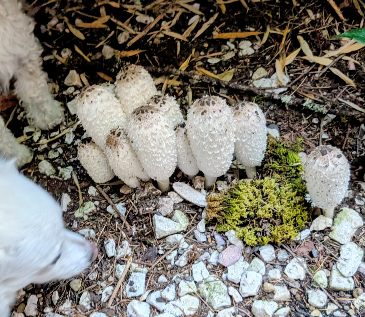 Shaggy mane mushroom spores