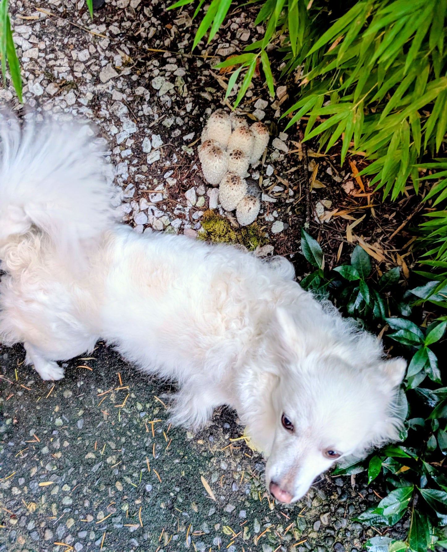Shaggy mane mushroom spores