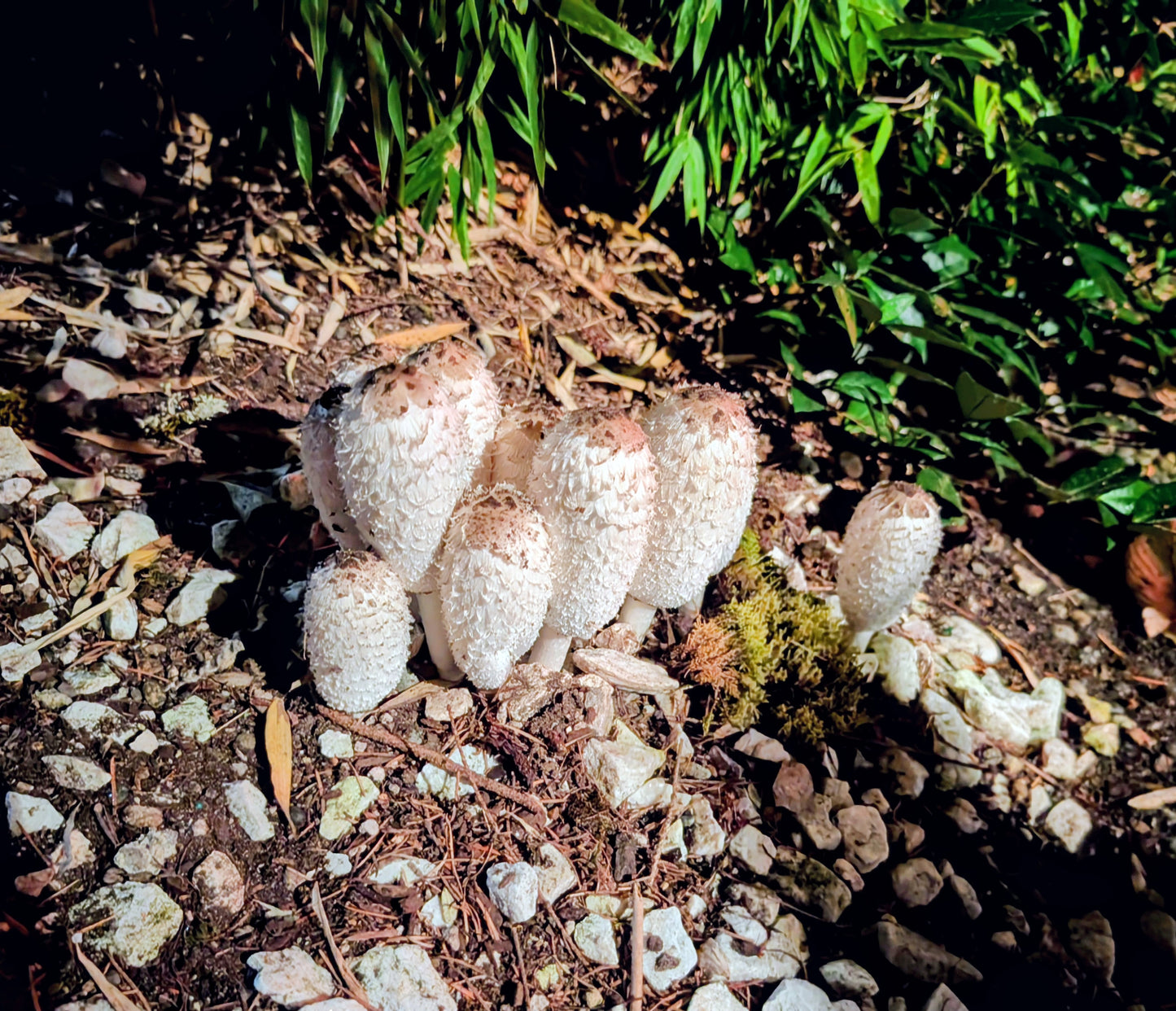 Shaggy mane mushroom spores