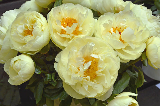 Lemon Chiffon hybrid peony